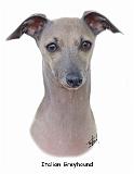 Italian Greyhound 9K75D-11